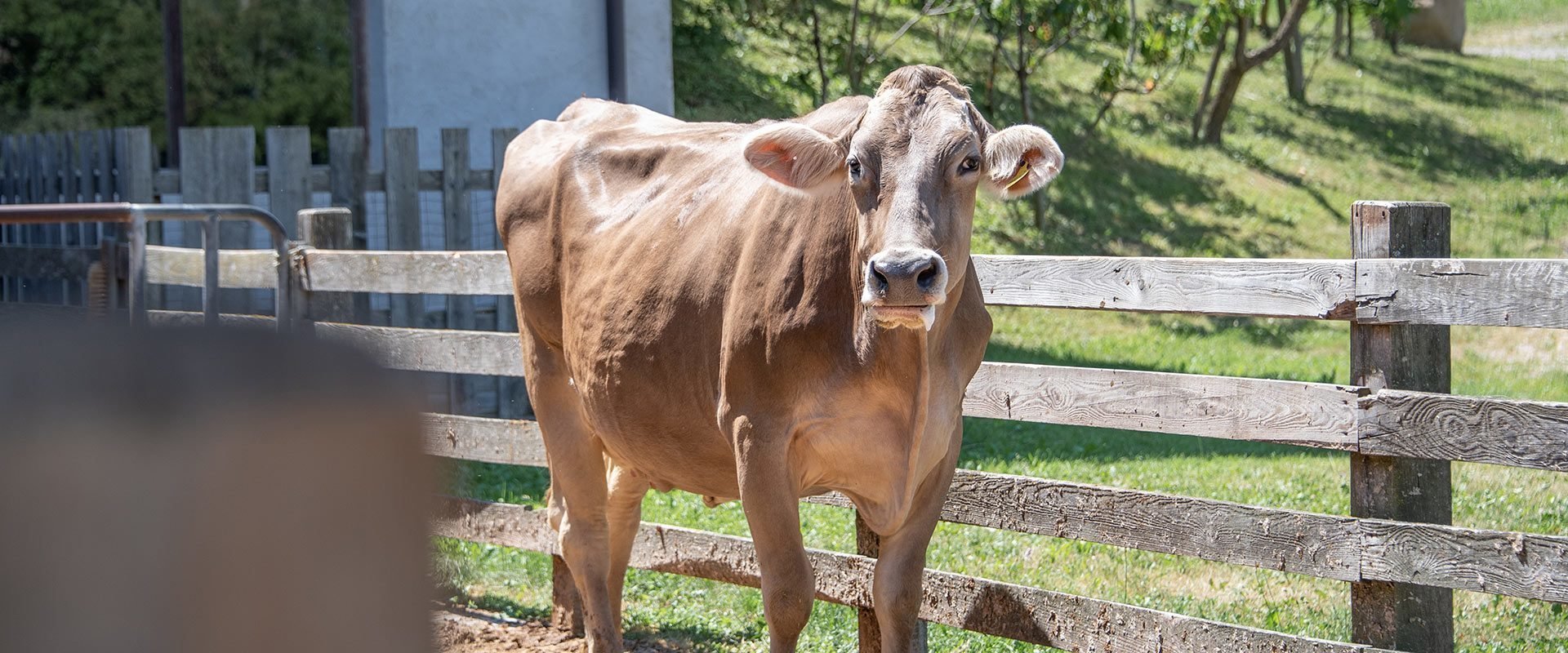 Traditionelle Käserei - Käse- und Milchprodukte