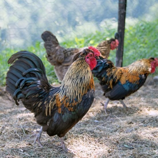 Impressionen vom Ebenhof Steinegg im Eggetal / Südtirol