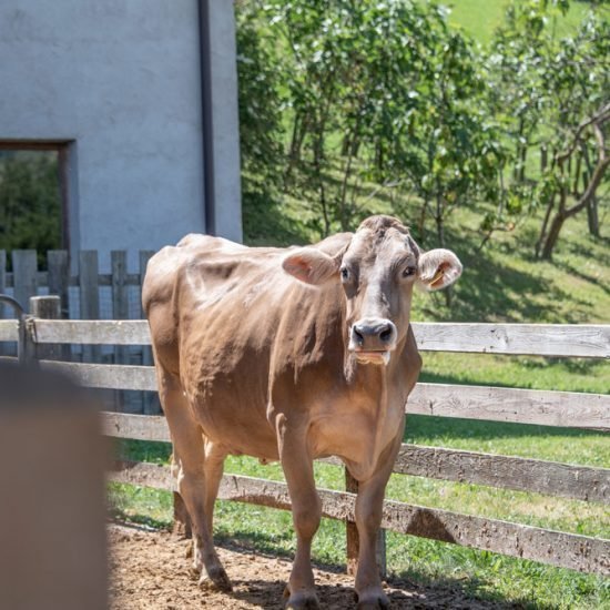 Impressionen vom Ebenhof Steinegg im Eggetal / Südtirol